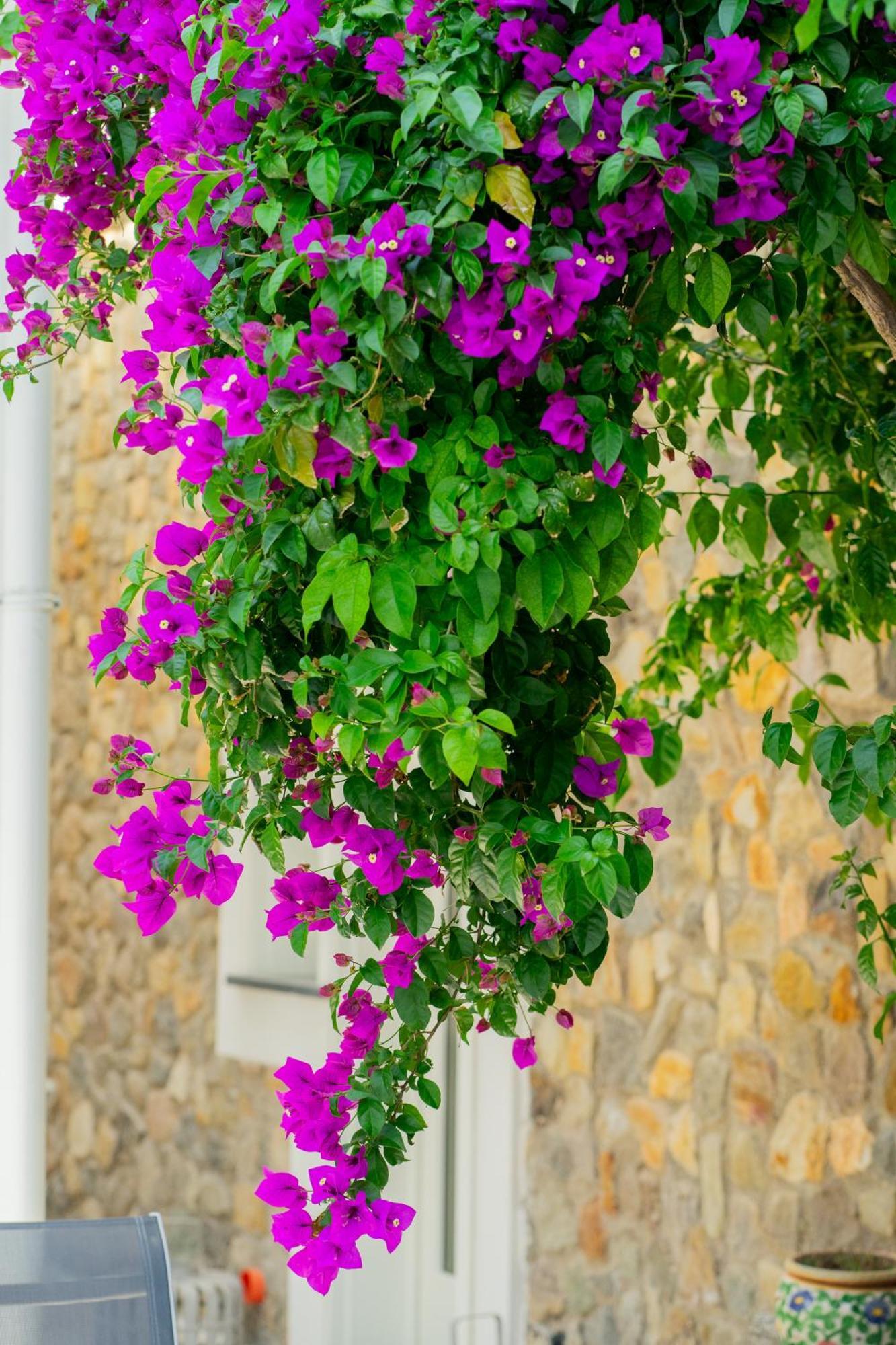 Villa Acacia Ponza Dış mekan fotoğraf